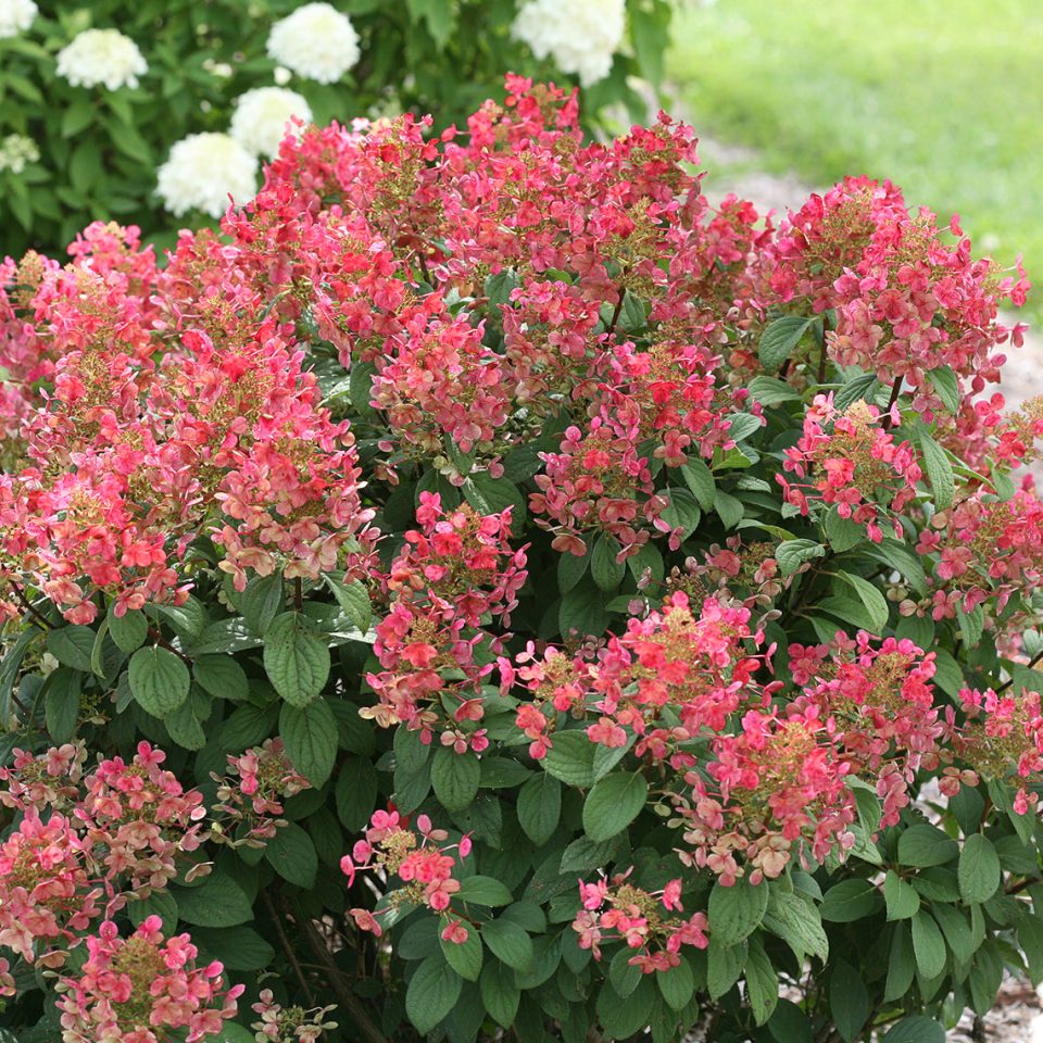Little Quick Fire? Panicle Hydrangea