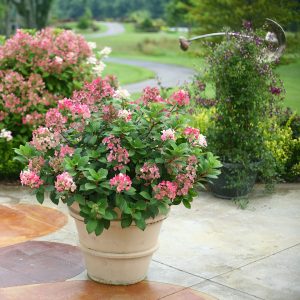 Little Quick Fire? Panicle Hydrangea