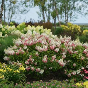 Pinky Winky? Panicle Hydrangea