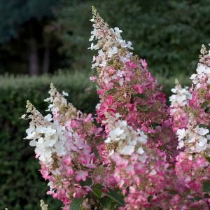 Pinky Winky? Panicle Hydrangea