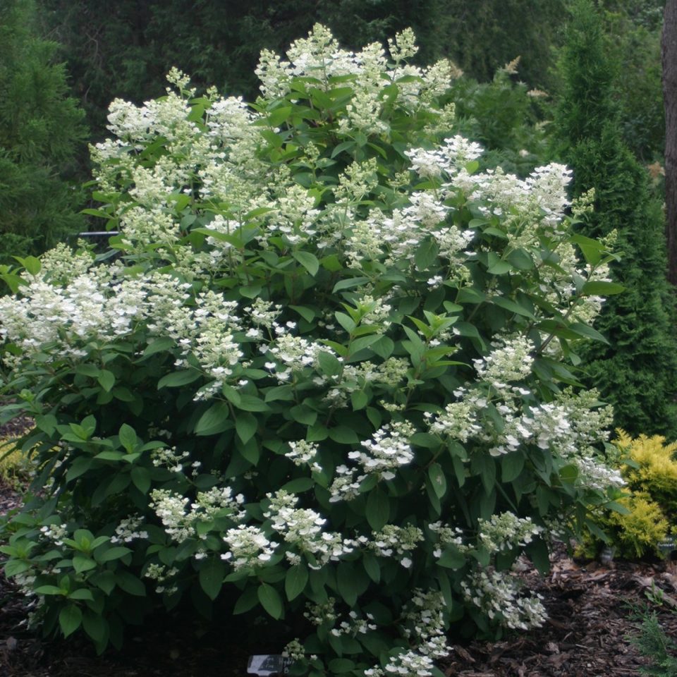 Quick Fire? Panicle Hydrangea - DISCONTINUED