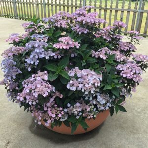 Tiny Tuff Stuff? Mountain Hydrangea