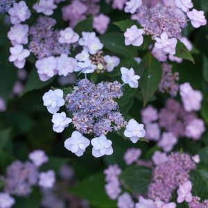 Tiny Tuff Stuff? Mountain Hydrangea
