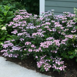 Tiny Tuff Stuff? Mountain Hydrangea