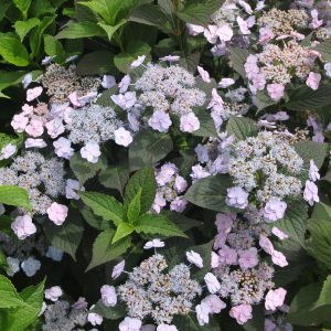 Tiny Tuff Stuff? Mountain Hydrangea