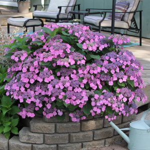 Tuff Stuff? Mountain Hydrangea – DISCONTINUED