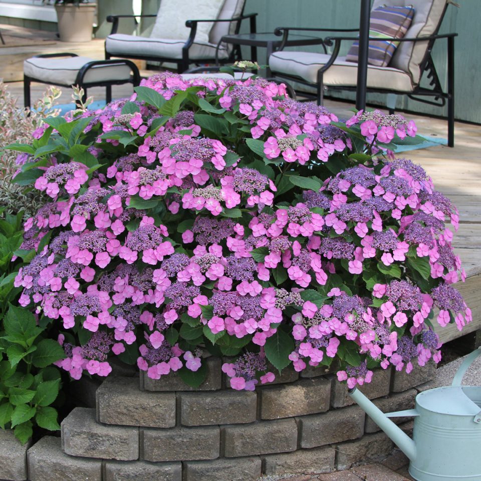 Tuff Stuff? Mountain Hydrangea - DISCONTINUED