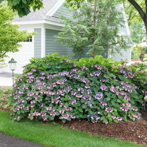 Tuff Stuff? Mountain Hydrangea – DISCONTINUED