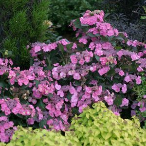 Tuff Stuff? Mountain Hydrangea – DISCONTINUED