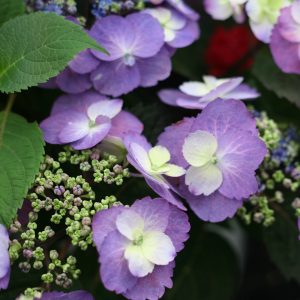 Tuff Stuff? Mountain Hydrangea – DISCONTINUED