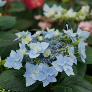 Tuff Stuff Ah-Ha? Mountain Hydrangea