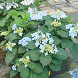 Tuff Stuff Ah-Ha? Mountain Hydrangea