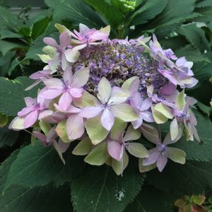 Tuff Stuff Ah-Ha? Mountain Hydrangea