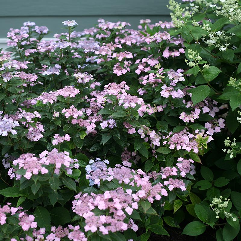 Tiny Tuff Stuff? Mountain Hydrangea