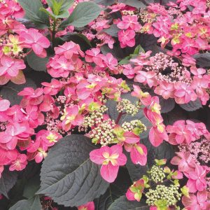 Tuff Stuff? Red Mountain Hydrangea – DISCONTINUED