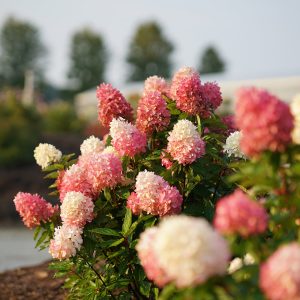 Zinfin Doll? Panicle Hydrangea – DISCONTINUED
