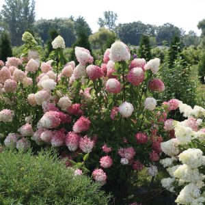 Zinfin Doll? Panicle Hydrangea – DISCONTINUED