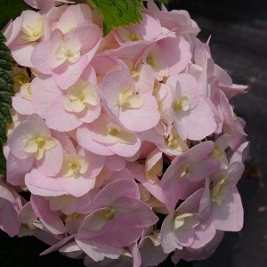 Wee Bit Innocent? Bigleaf Hydrangea
