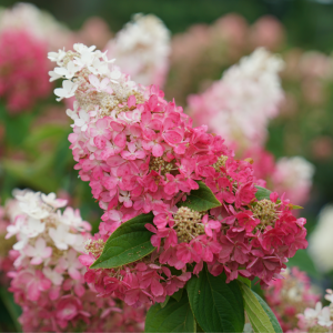 Pinky Winky Prime? Panicle Hydrangea