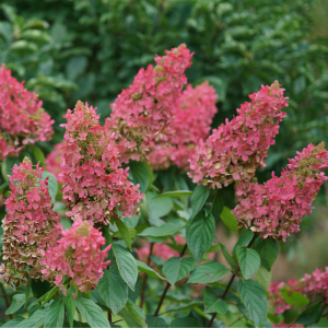 Pinky Winky Prime? Panicle Hydrangea