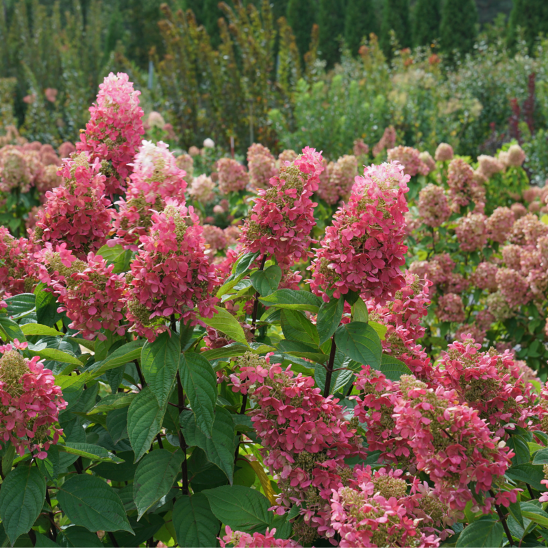 Pinky Winky Prime? Panicle Hydrangea
