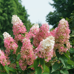 Pinky Winky Prime? Panicle Hydrangea