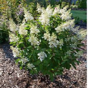 Pinky Winky Prime? Panicle Hydrangea
