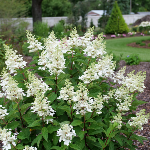 Pinky Winky Prime? Panicle Hydrangea