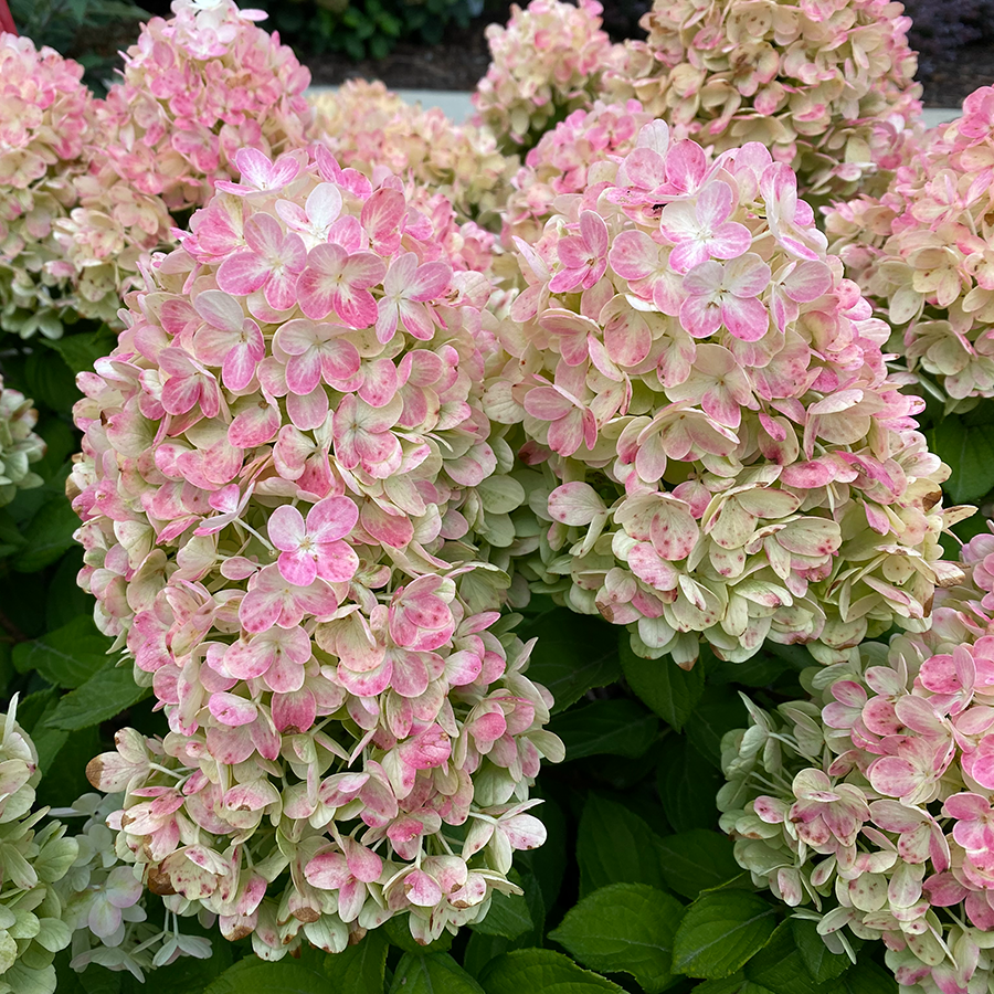 Tiny Quick Fire? Panicle Hydrangea
