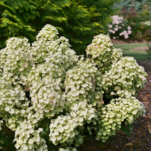 Tiny Quick Fire? Panicle Hydrangea