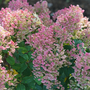 Tiny Quick Fire? Panicle Hydrangea