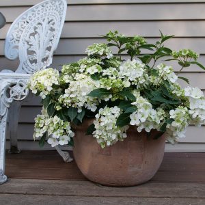 Fairytrail? White Cascade Hydrangea