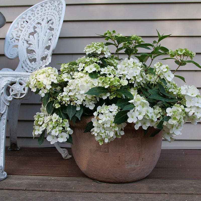 Fairytrail? White Cascade Hydrangea