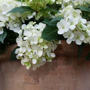 Fairytrail? White Cascade Hydrangea