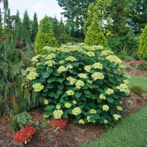 Invincibelle Sublime? Smooth Hydrangea