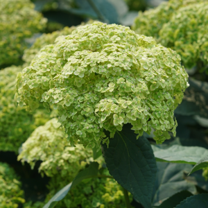 Invincibelle Sublime? Smooth Hydrangea