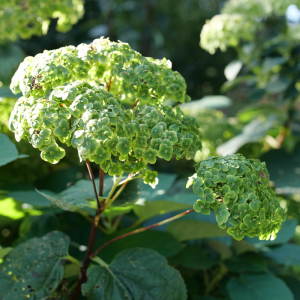 Invincibelle Sublime? Smooth Hydrangea