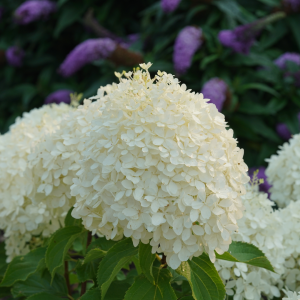 Puffer Fish? Panicle Hydrangea