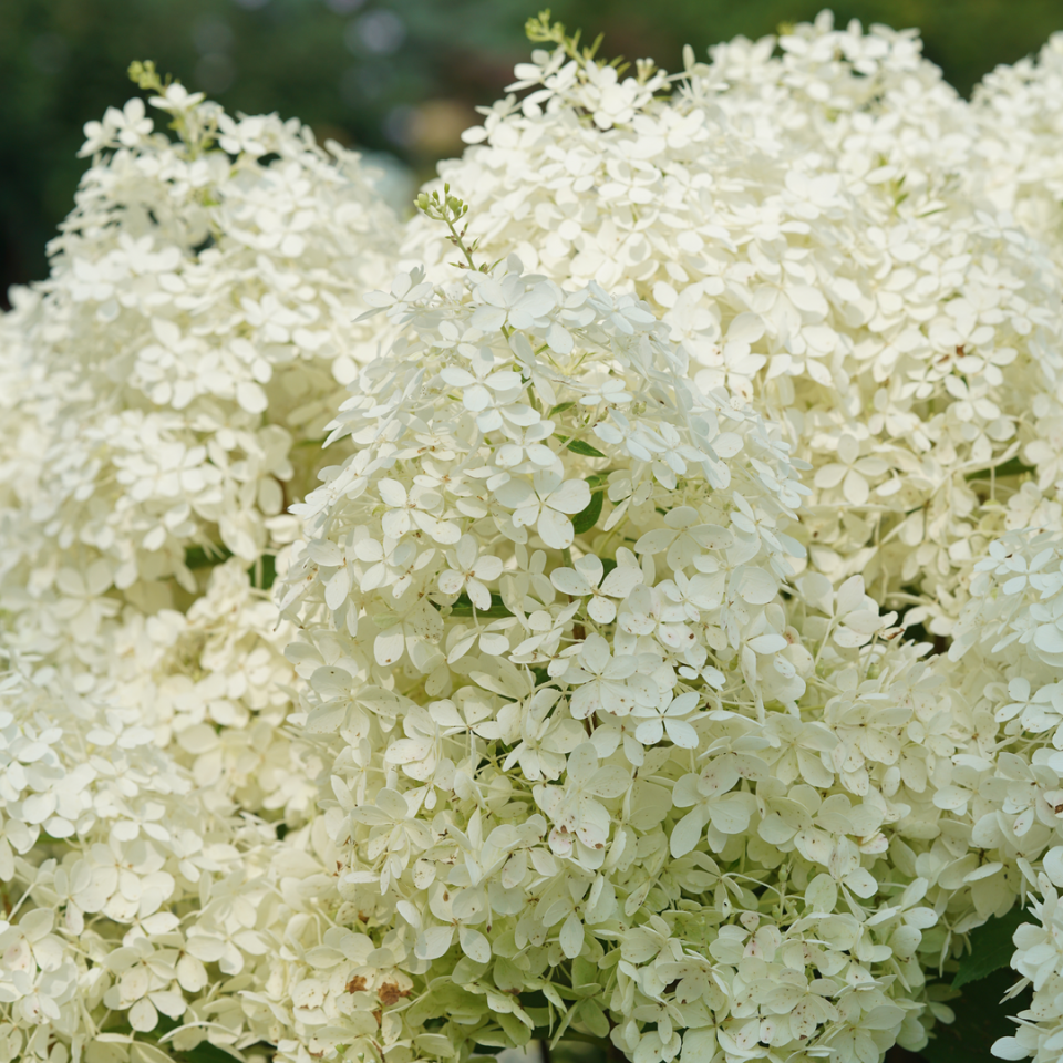 Puffer Fish? Panicle Hydrangea
