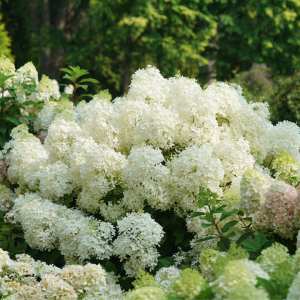 Puffer Fish? Panicle Hydrangea
