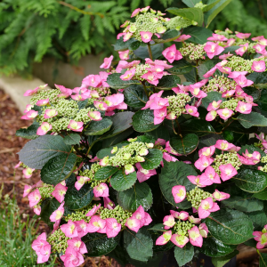 Tuff Stuff Top Fun? Mountain Hydrangea