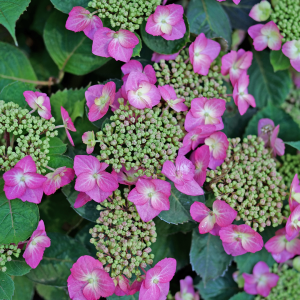 Tuff Stuff Top Fun? Mountain Hydrangea