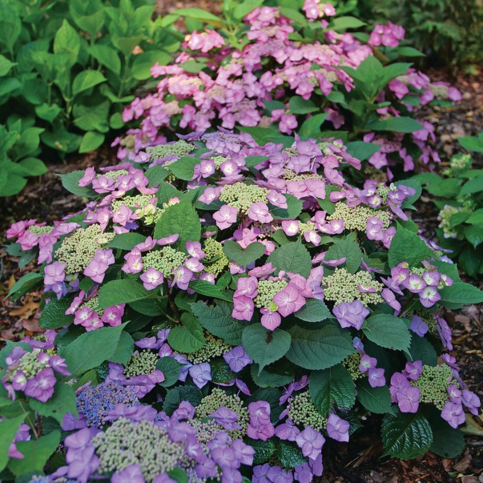 Tuff Stuff Top Fun? Mountain Hydrangea