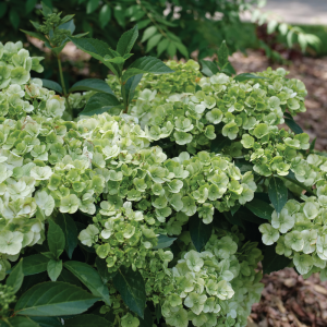 Fairytrail? Green Cascade Hydrangea