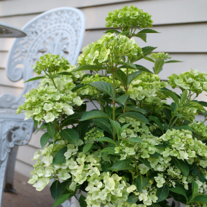 Fairytrail? Green Cascade Hydrangea