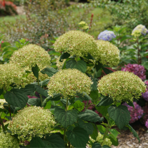 Incrediball Storm Proof? Smooth Hydrangea
