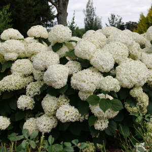 Incrediball Storm Proof? Smooth Hydrangea