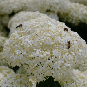 Incrediball Storm Proof? Smooth Hydrangea