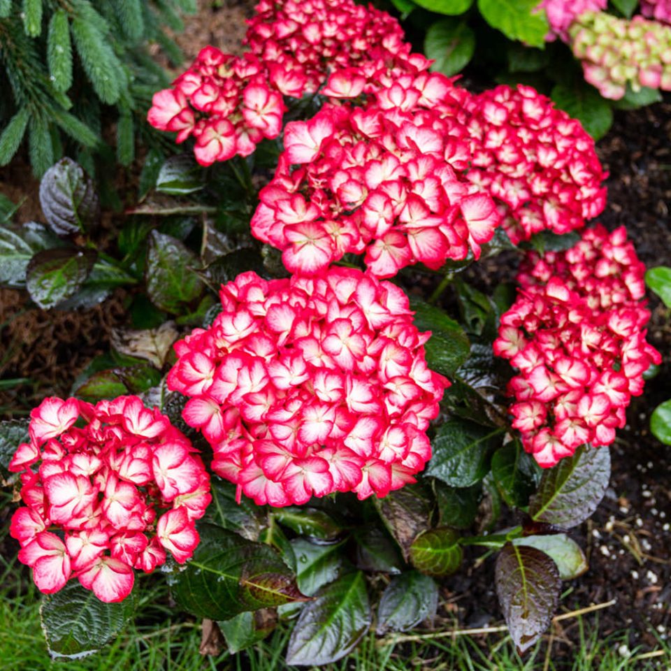 Kimono? Bigleaf Hydrangea