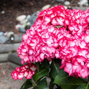 Kimono? Bigleaf Hydrangea